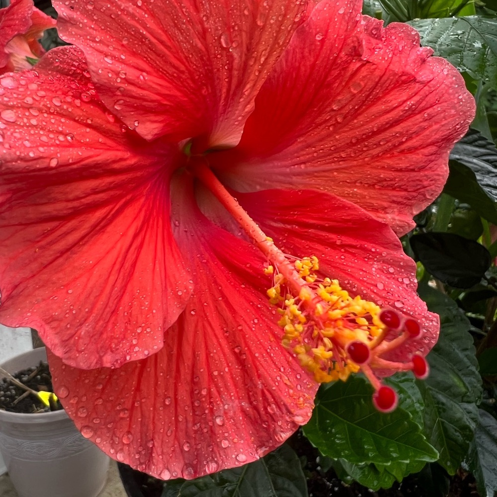 🌺 🌸🧡 Aloha 🤙🏻